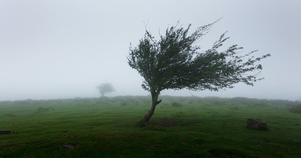 Ord. Sind. n. 3 del 05-02-2023 - tutela pubblica incolumità per condizioni meteo avverse e rischio caduta alberi o porzioni di alberi dovute a forte vento